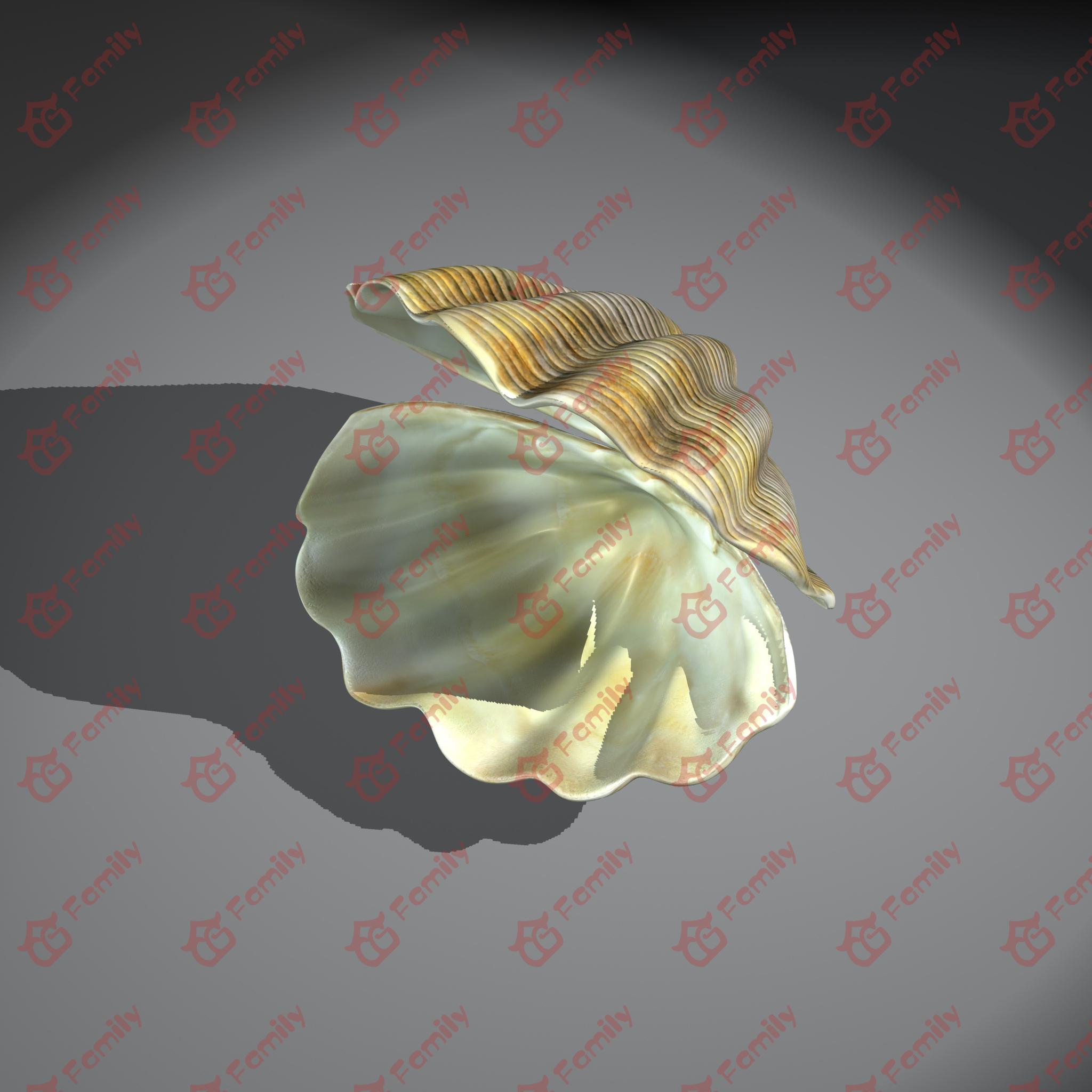 贝壳海贝彩贝海底贝壳贝类蚌海蚌五彩贝壳扇贝珍珠贝壳海蚌蛤蚌珍珠母