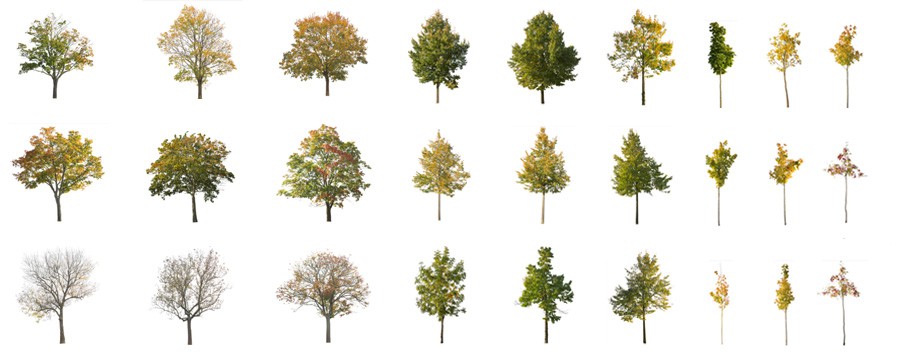 高质量透贴树木素材  Forest/Digital vol. 1、2、5