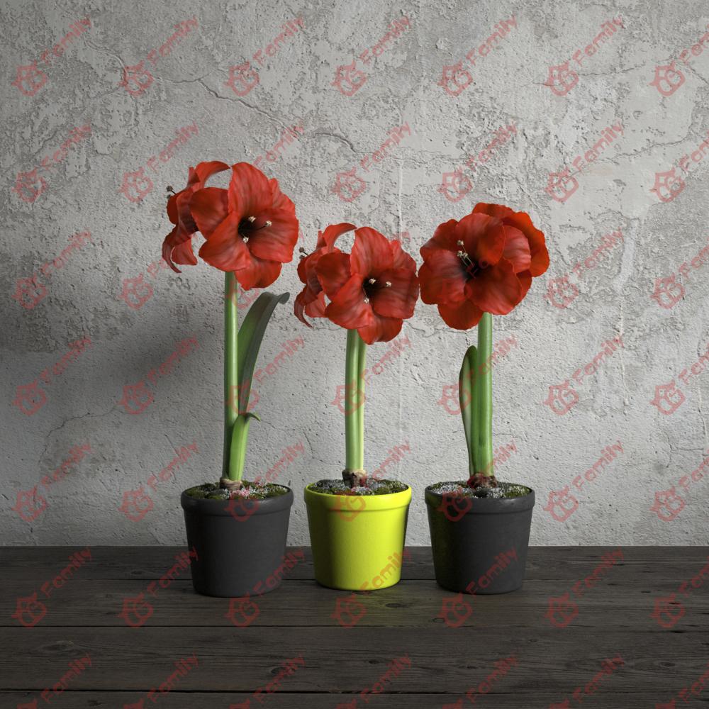 红花莲朱顶红红色花高精度花卉盆栽室内植物装饰3D模型材质07