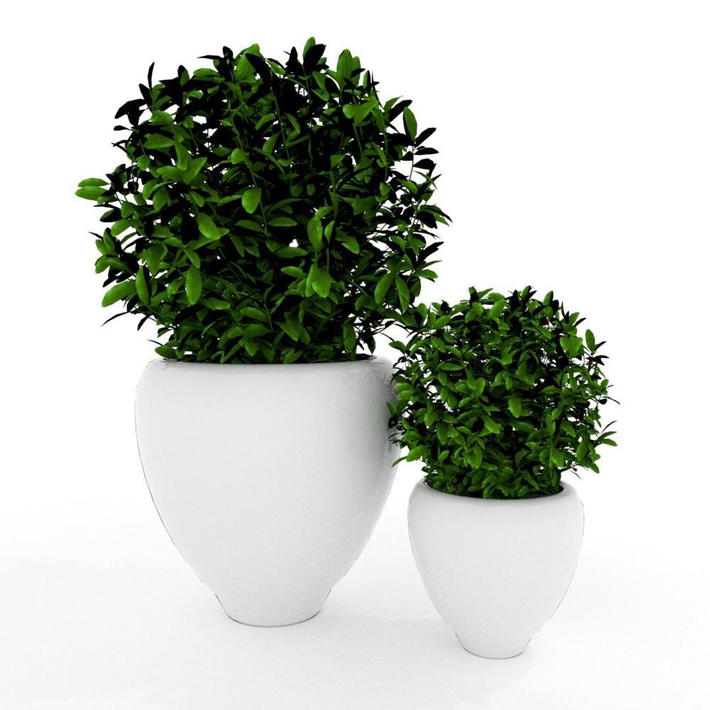 Plants modern 3d 3D model